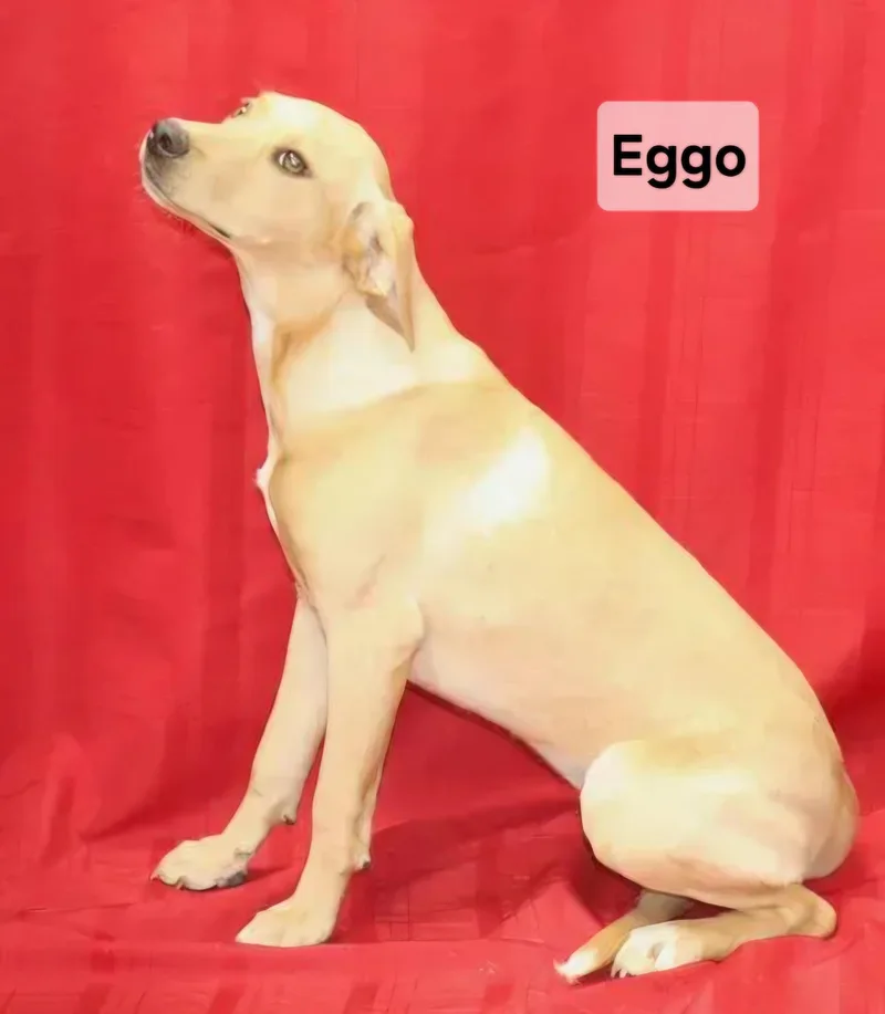 Eggo thumbnail 2