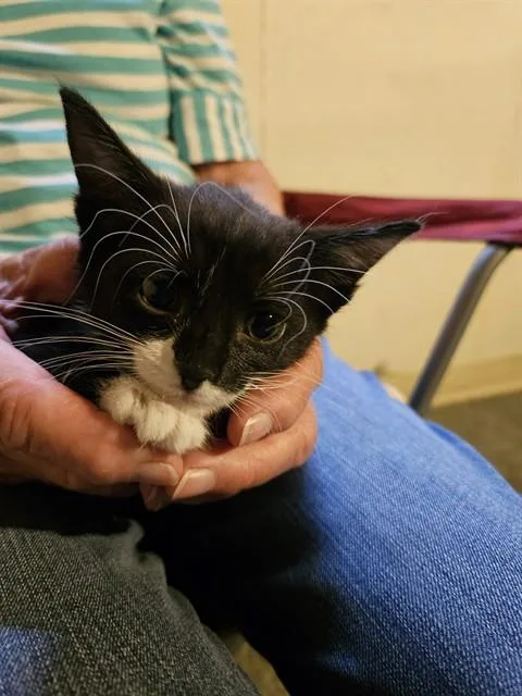 A baby small-sized female Domestic Short Hair cat named Luna for adoption in Colorado Springs, CO