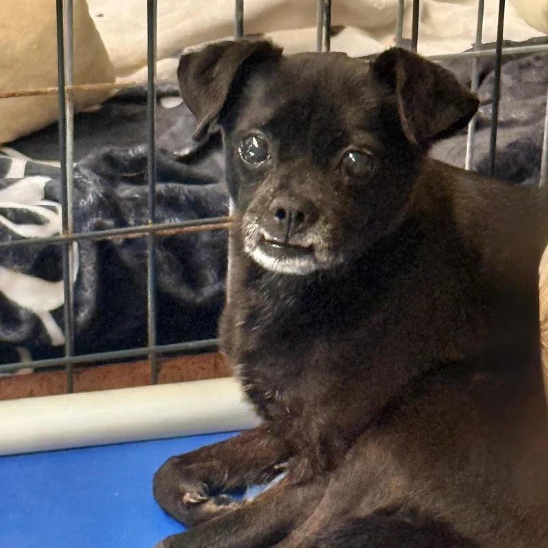 A senior small-sized male Black Mixed Breed dog named Bubbles for adoption in Hinsdale, IL