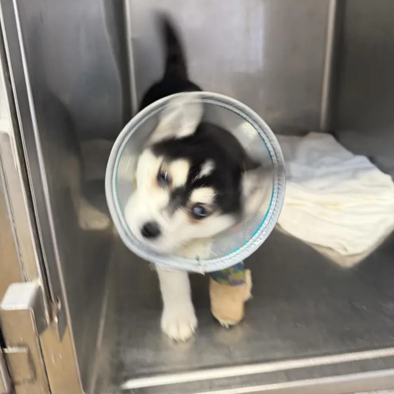 A baby small-sized female Gray / Blue / Silver Klee Kai dog named Dolomite for adoption in Northbrook, IL