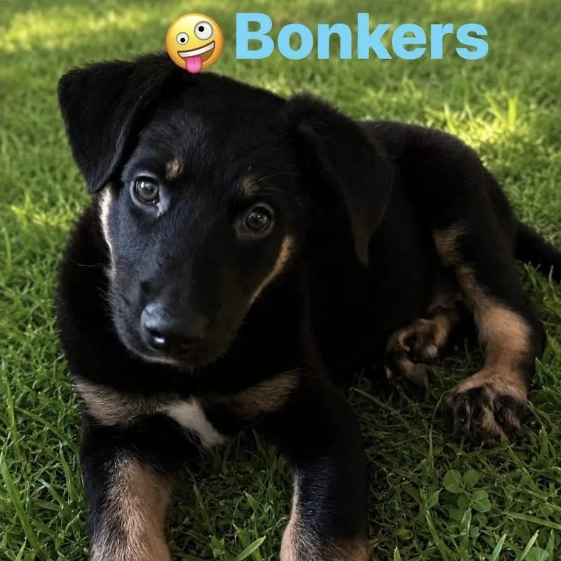 Bonkers