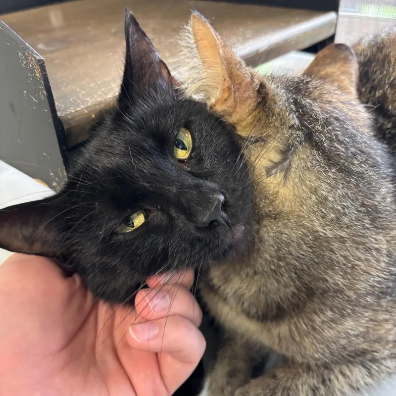 An adult medium-sized female Black Domestic Short Hair cat named No Wifi for adoption in Carencro, LA