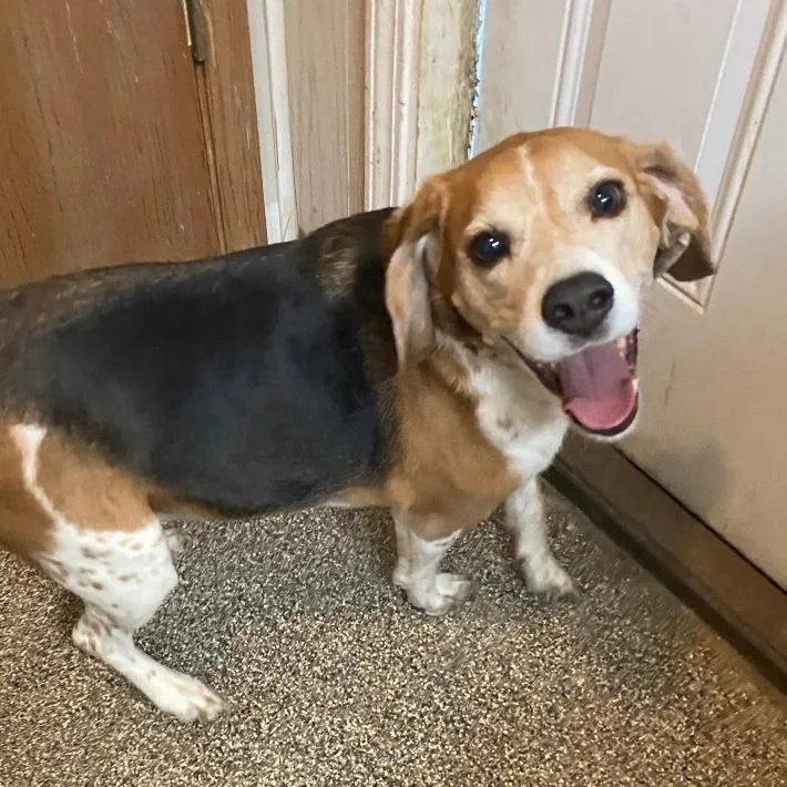 An adult small-sized male Black Beagle dog named Glenn Cooper for adoption in Columbia, MO