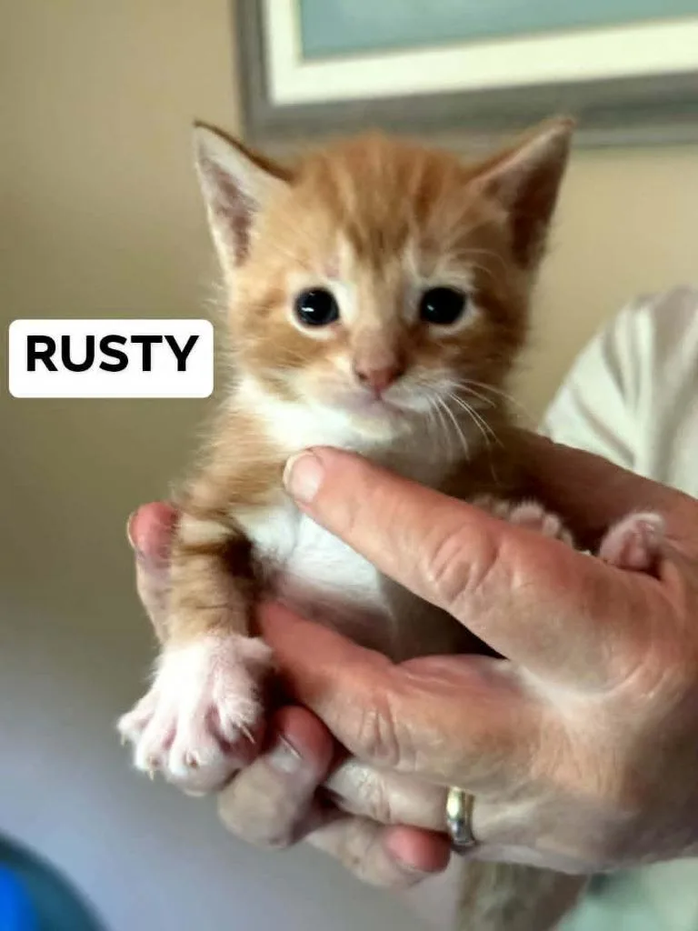 A baby small-sized female Domestic Short Hair cat named Pumpkin for adoption in Richmond, IN