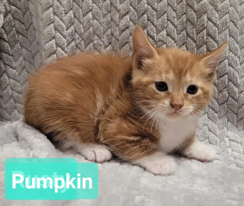 Pumpkin thumbnail 2