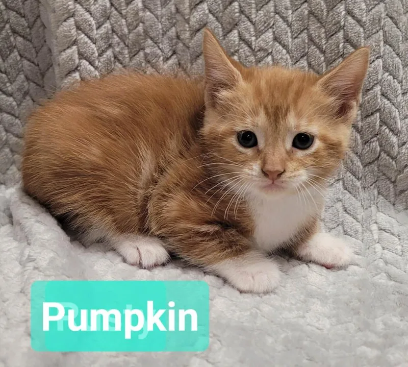 Pumpkin thumbnail 3