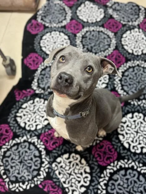 A young medium-sized female Gray / Blue / Silver Pit Bull Terrier dog named Kya Cl for adoption in Kansas City, MO