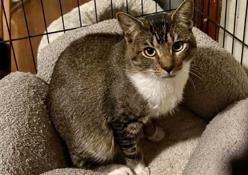 A young medium-sized male Abyssinian cat named Adrian for adoption in Andover, CT