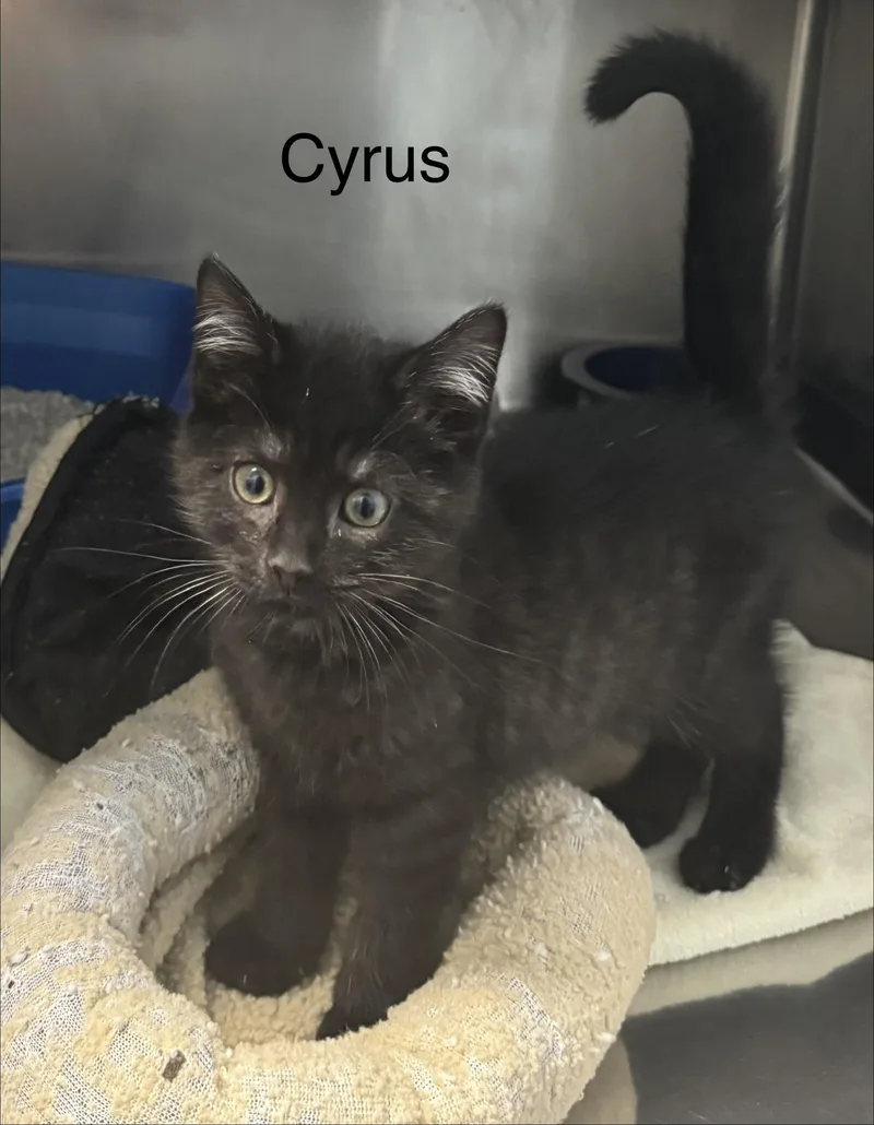 A baby medium-sized male Domestic Short Hair cat named Cyrus for adoption in Ulster, PA