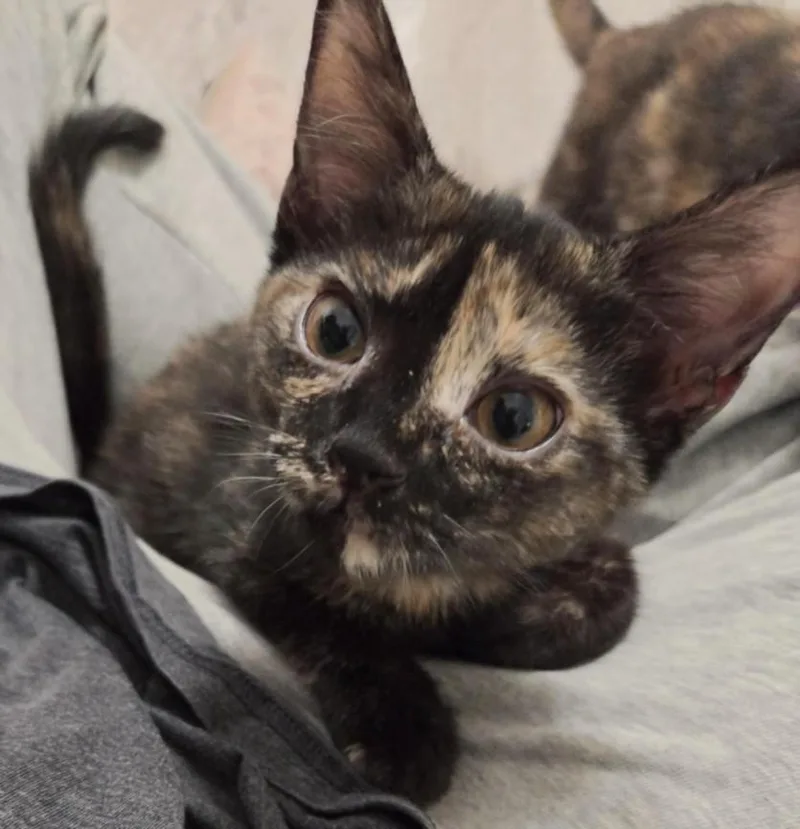 A baby small-sized female Domestic Short Hair cat named Dizzy for adoption in Hagerstown, MD