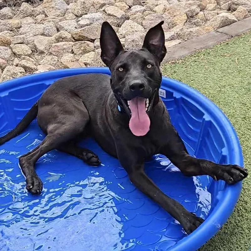 An adult large-sized male Black Mixed Breed dog named Rollins aka Happy for adoption in Apache Junction, AZ