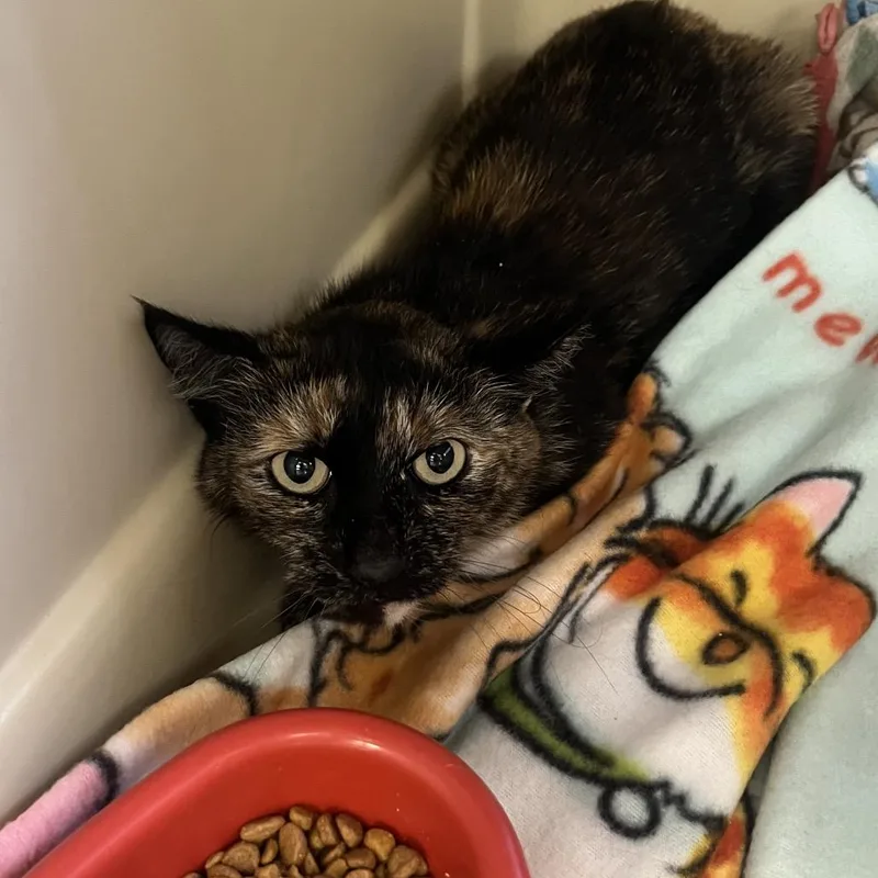 An adult medium-sized female Tortoiseshell Domestic Short Hair cat named Pearl for adoption in Spokane, WA