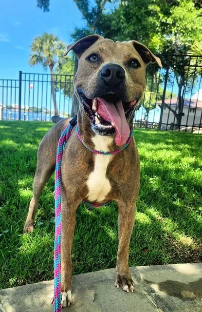 An adult large-sized male Mixed Breed dog named Carbine for adoption in Fort Walton Beach, FL