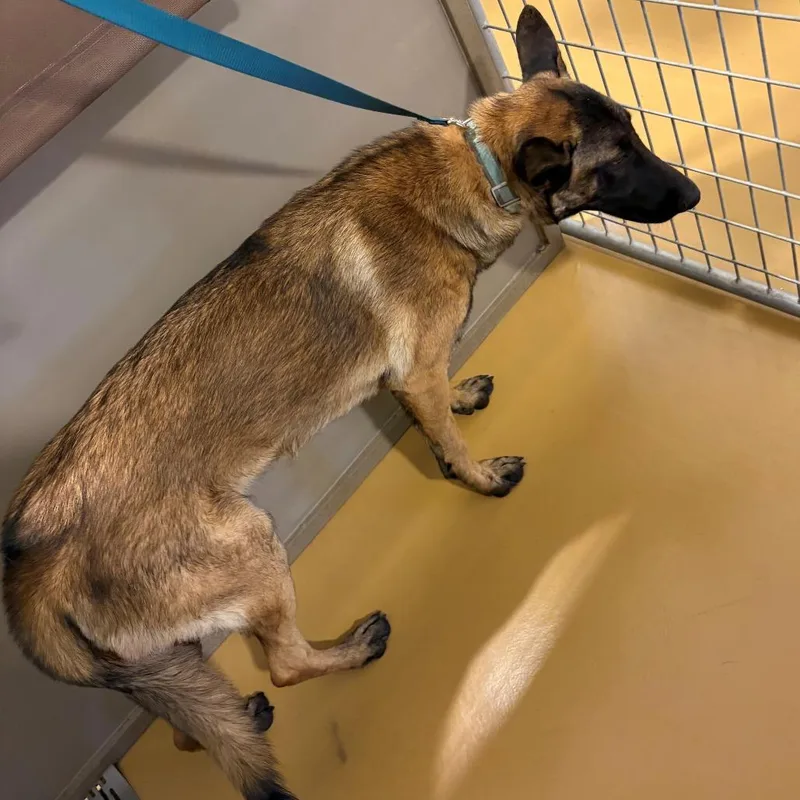 A young medium-sized female Brown / Chocolate Belgian Shepherd / Malinois dog named Mia for adoption in Bernalillo, NM