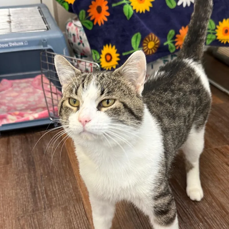An adult large-sized male Gray / Blue / Silver Domestic Short Hair cat named Rocky for adoption in Naperville, IL
