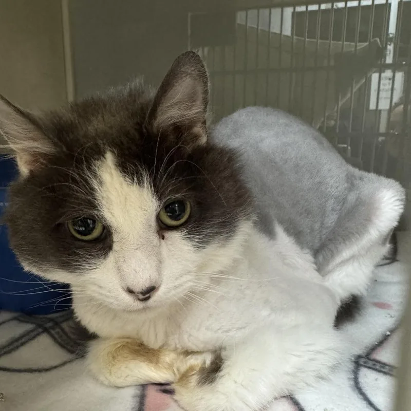 Squirrel thumbnail 2