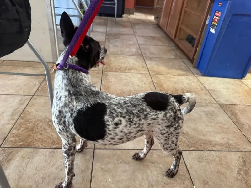 An adult medium-sized female Black Mixed Breed dog named Marble for adoption in Cincinnati, OH