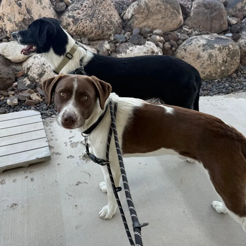 A young medium-sized male Brown / Chocolate Mixed Breed dog named Saint for adoption in Cedaredge, CO