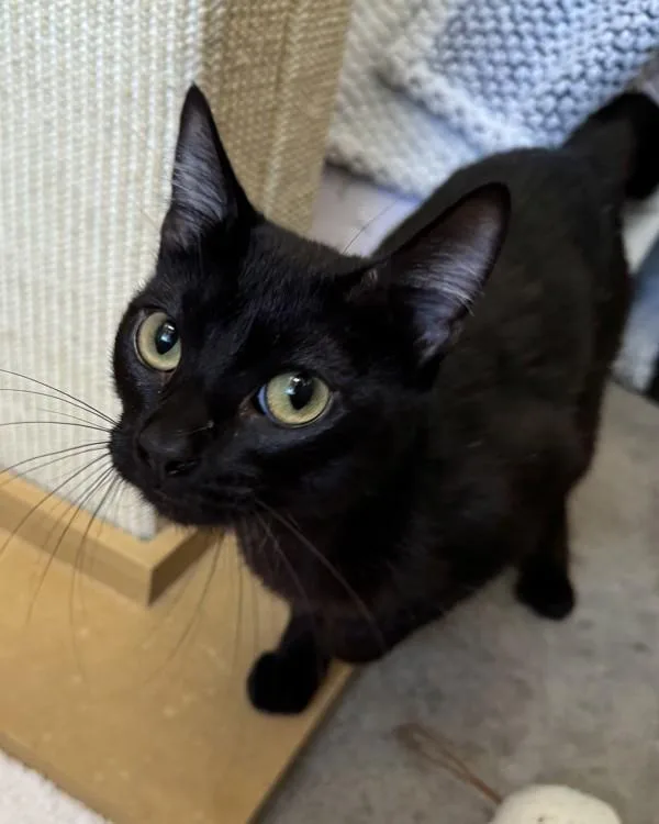 A young small-sized female Domestic Short Hair cat named Cat Noir for adoption in Novato, CA