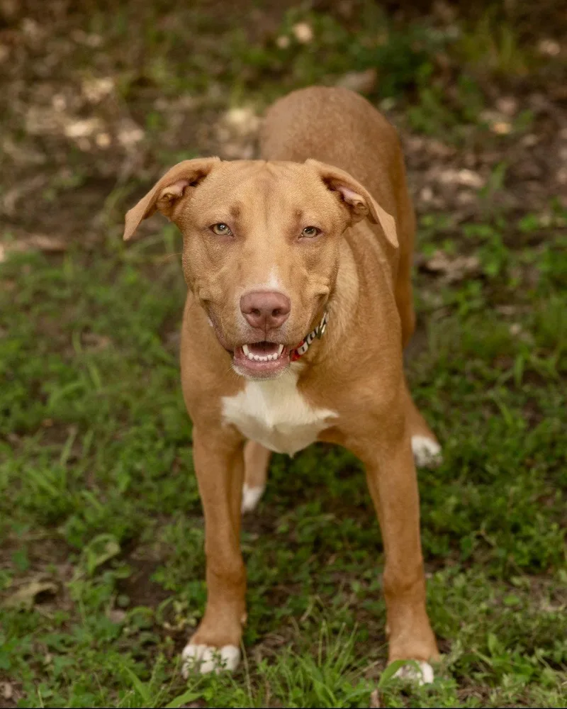 A baby medium-sized male Terrier dog named Howie for adoption in Southaven, MS