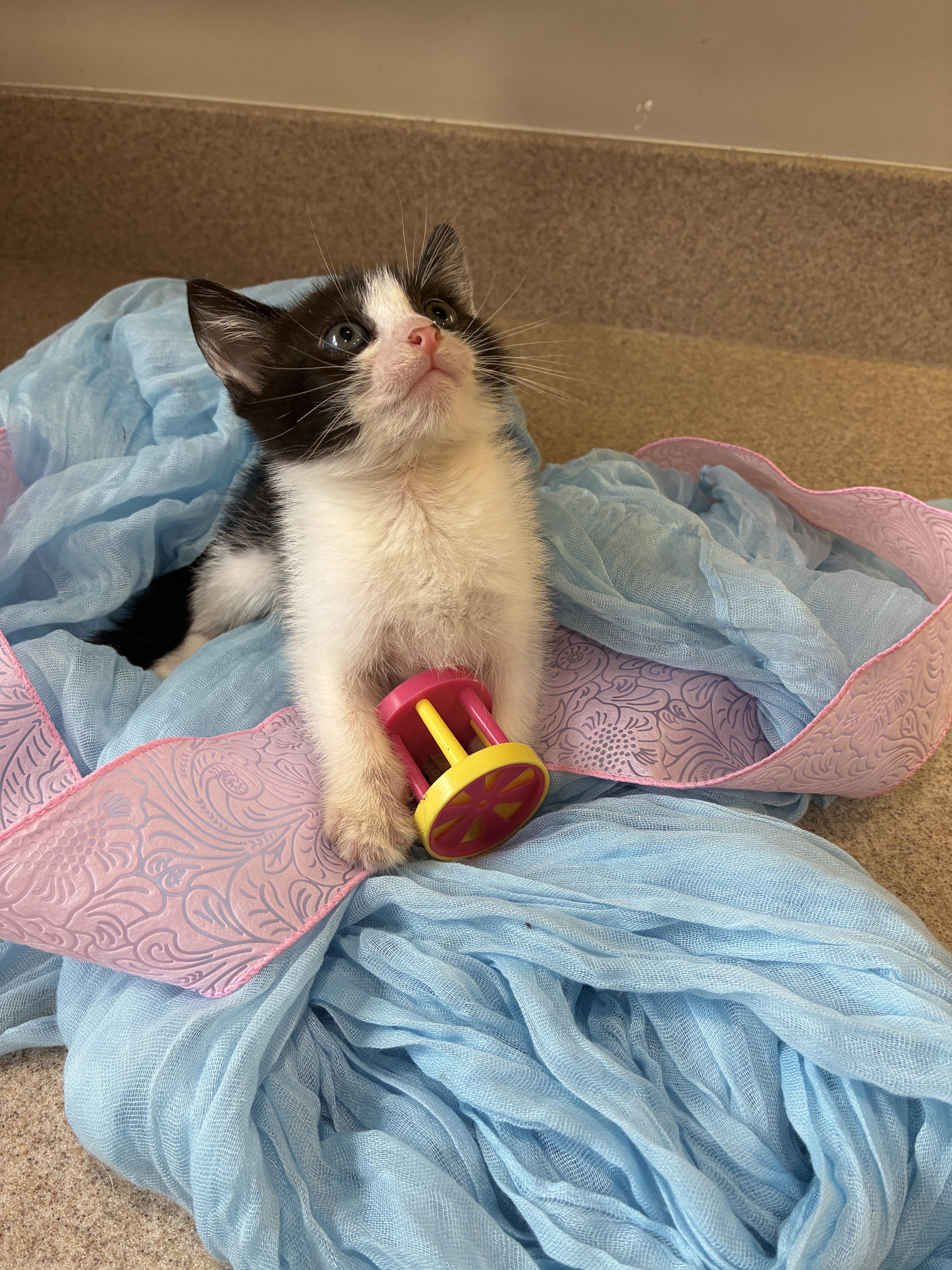 A baby small-sized female Domestic Short Hair cat named Pebbles for adoption in Honolulu, HI