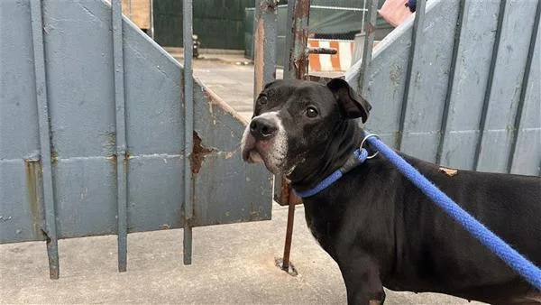 A senior large-sized male Mixed Breed dog named Gronk for adoption in New York, NY