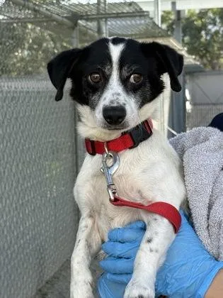 An adult small-sized male Chihuahua dog named Domino for adoption in Fresno, CA