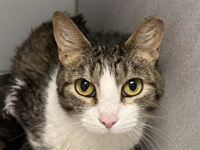 A young small-sized female Domestic Short Hair cat named Trill for adoption in Tucson, AZ