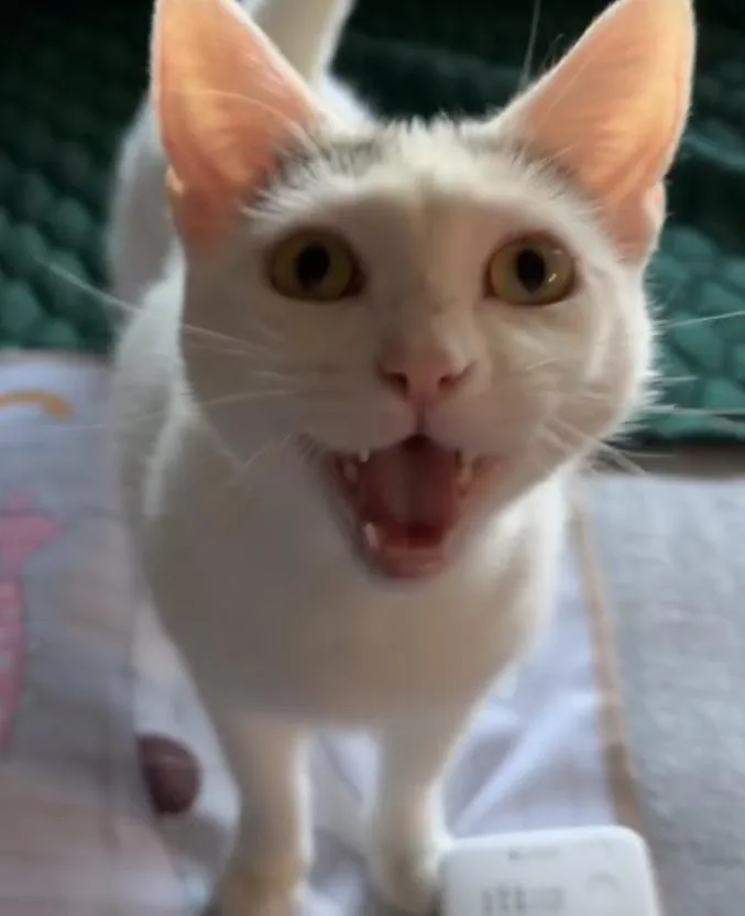 An adult medium-sized female White Tabby cat named Saltine for adoption in Omaha, NE