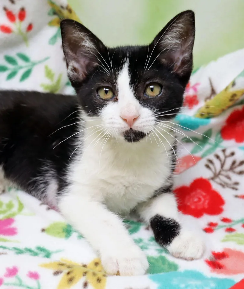 A baby medium-sized female Black & White / Tuxedo Domestic Short Hair cat named Dutchess for adoption in Tierra Verde, FL