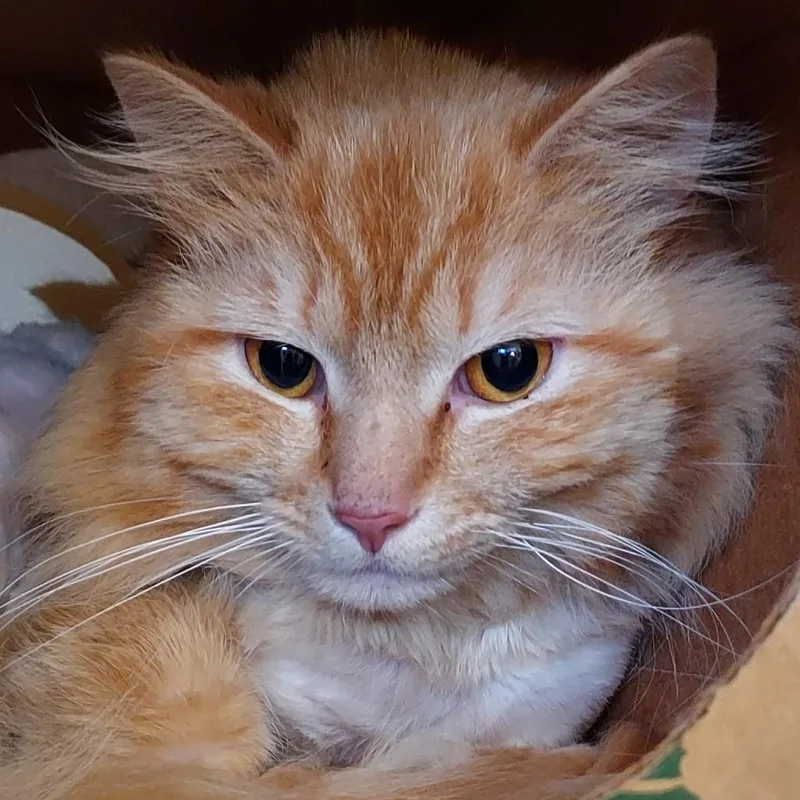 Victor
