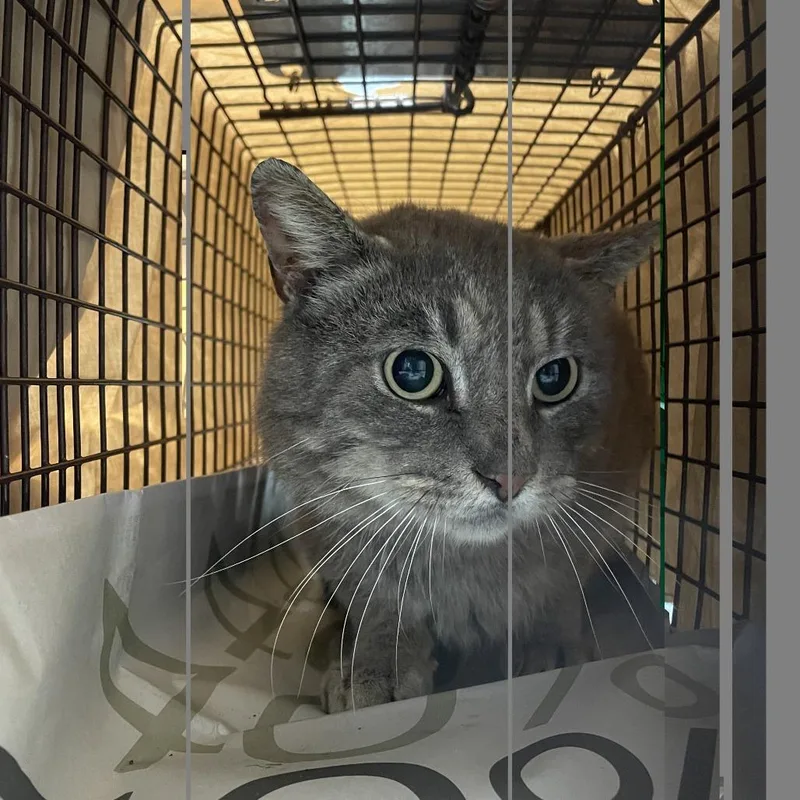 An adult large-sized male Brown / Chocolate Domestic Short Hair cat named Old Man for adoption in Philadelphia, PA