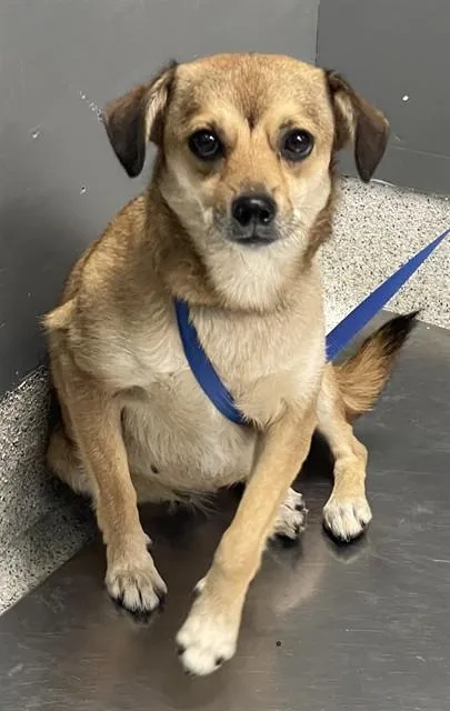 An adult medium-sized female Chihuahua dog named Socko for adoption in Tallahassee, FL
