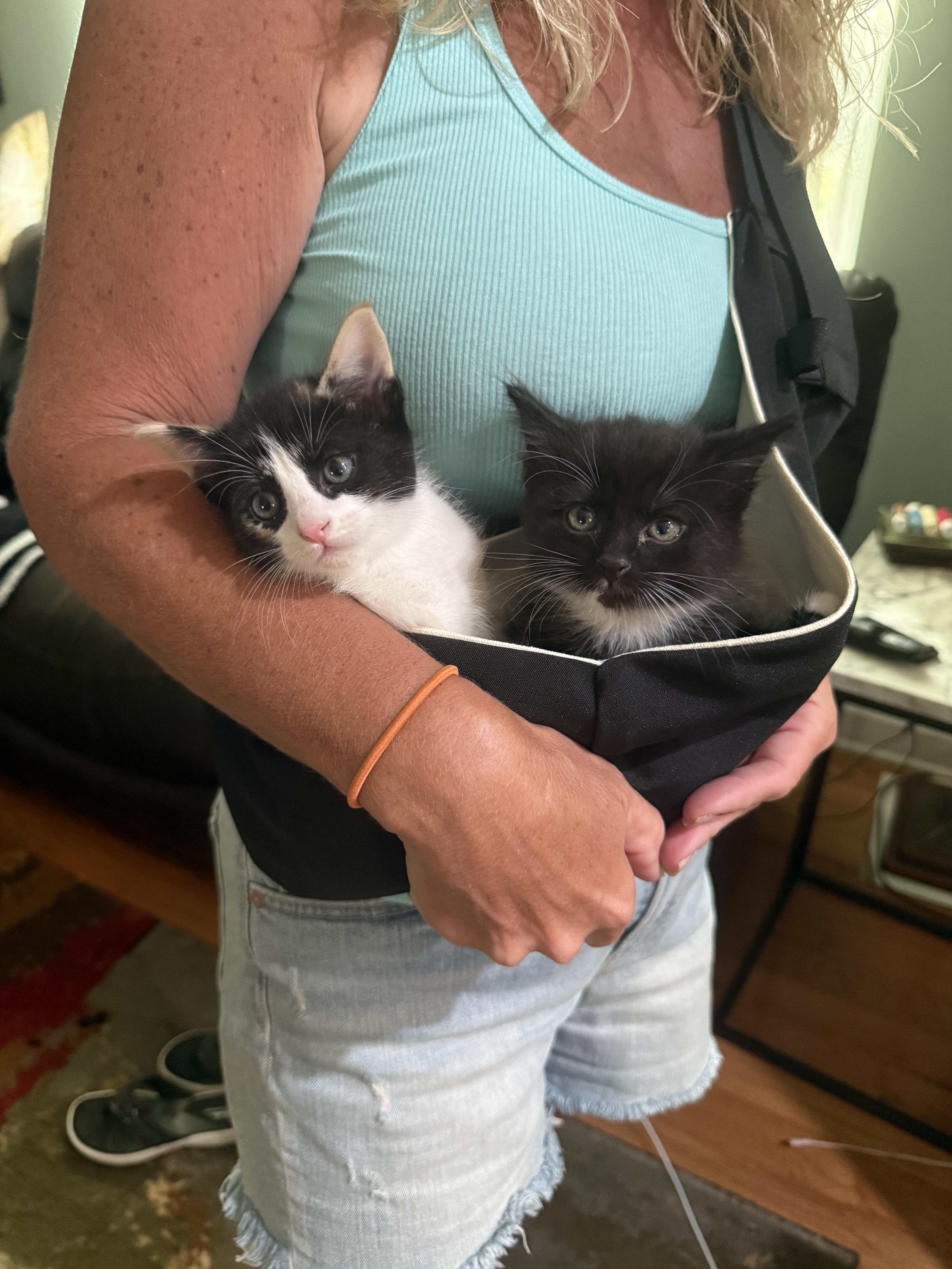 A baby medium-sized female Calico American Shorthair cat named Tulip for adoption in Manchester, CT