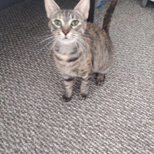A young medium-sized female Domestic Short Hair cat named Stella for adoption in Tampa, FL