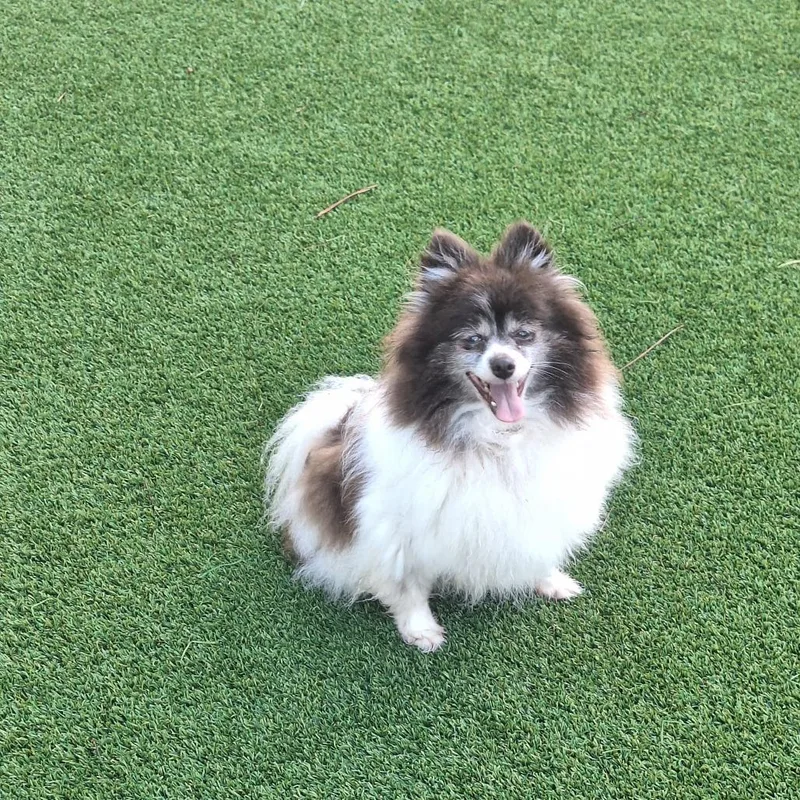 An adult small-sized female Brown / Chocolate Pomeranian dog named Toodles for adoption in LOXAHATCHEE, FL