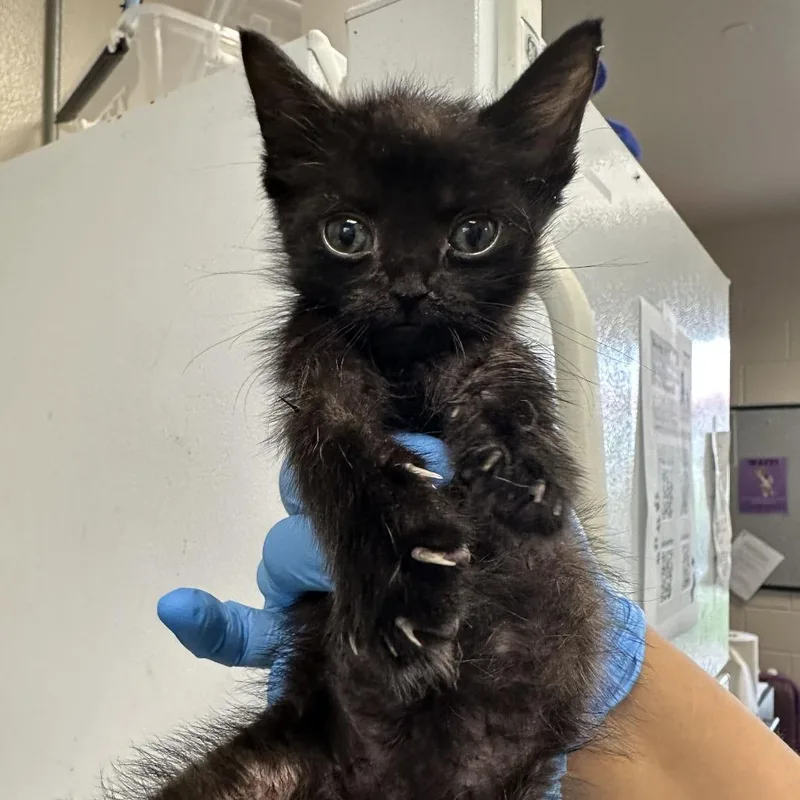A baby small-sized female Black Domestic Short Hair cat named Cakester for adoption in San Antonio, TX