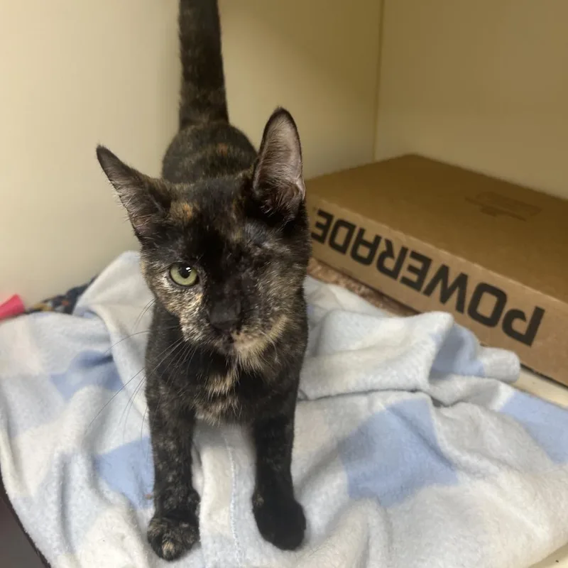 A young medium-sized female Tortoiseshell Domestic Short Hair cat named Galleria for adoption in La Grange, KY