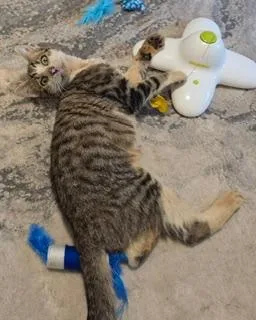 A baby medium-sized male Tabby (Brown / Chocolate) Tabby cat named Ronald for adoption in Lambertville, NJ