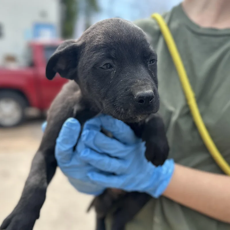 Mechanic thumbnail 2