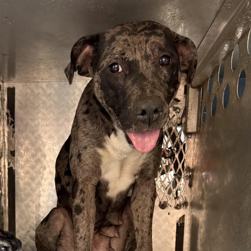 Mechanic thumbnail 3