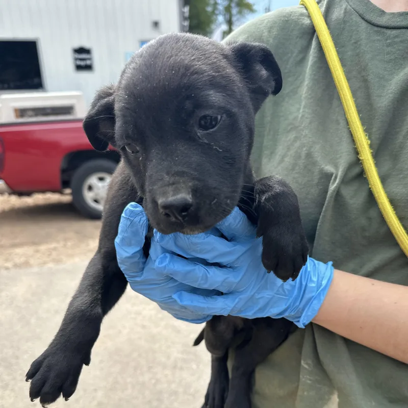 Mechanic thumbnail 4