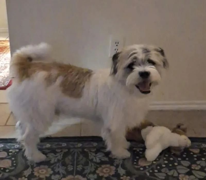Buddy Boy thumbnail 2