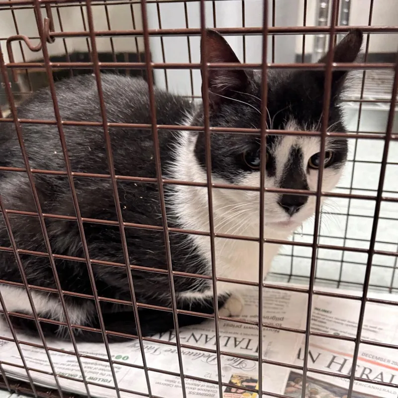 An adult medium-sized male Black Domestic Short Hair cat named Tito Chip for adoption in Philadelphia, PA