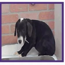 A baby medium-sized female Labrador Retriever dog named Elsa for adoption in Tacoma, WA
