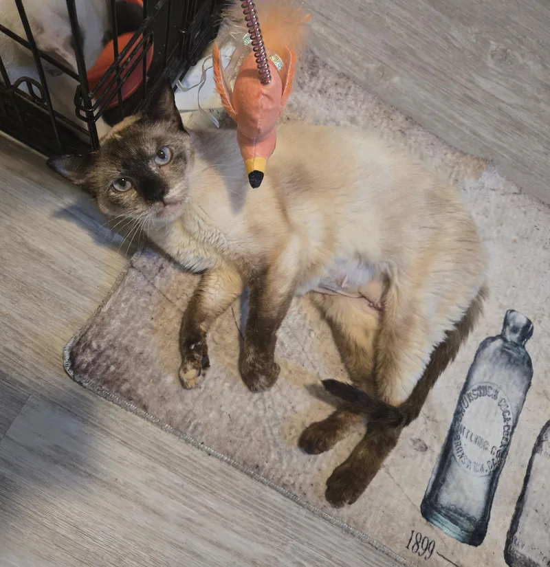 Almond thumbnail 2