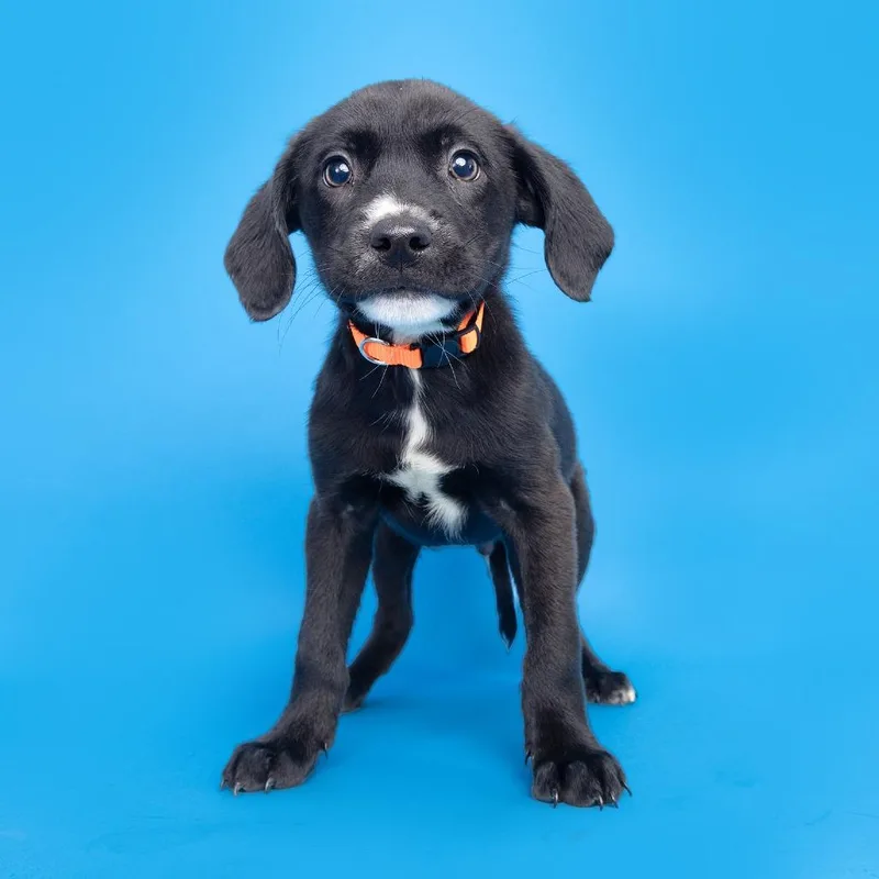 A baby medium-sized male Black Mixed Breed dog named Ron Richie for adoption in Franklin, TN