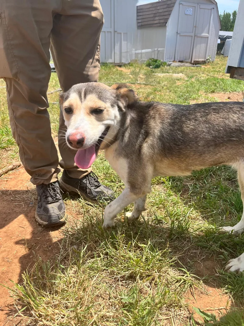 An adult medium-sized female Tricolor (Brown, Black, & White) Husky dog named Baby Girl for adoption in Elgin, TX