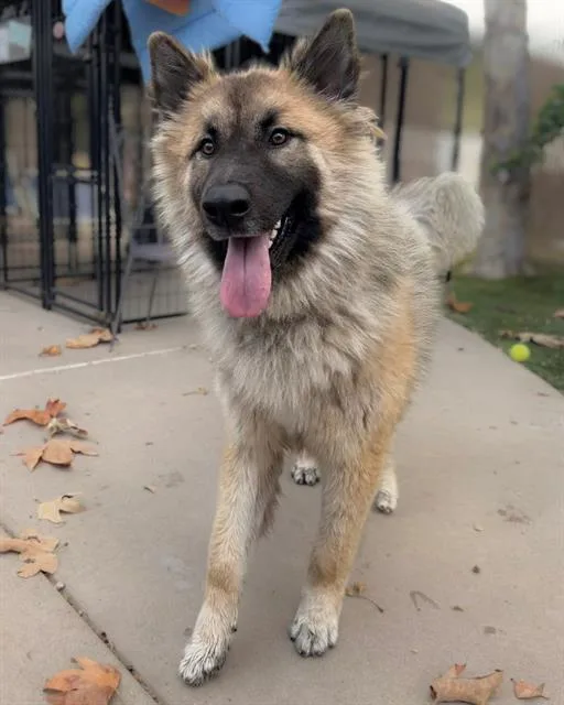 A young small-sized male Shepherd dog named Poobah for adoption in Chula Vista, CA