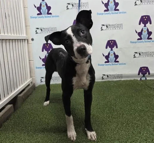 A young small-sized female Labrador Retriever dog named Diamond for adoption in Orlando, FL